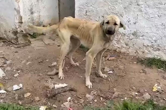 Maltratan a 75 perros. Somos acusación.
