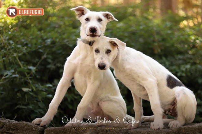 Lotería Navidad y Calendario 2026