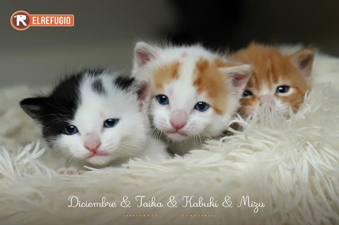 Lotería Navidad y Calendario 2026