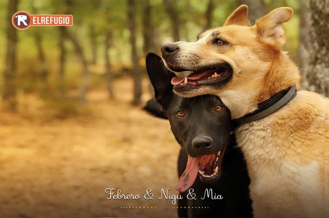 Lotería Navidad y Calendario 2026