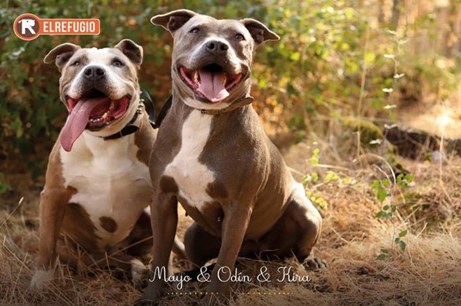 Lotería Navidad y Calendario 2026