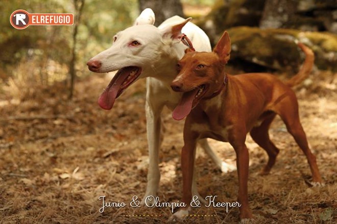 Lotería Navidad y Calendario 2026