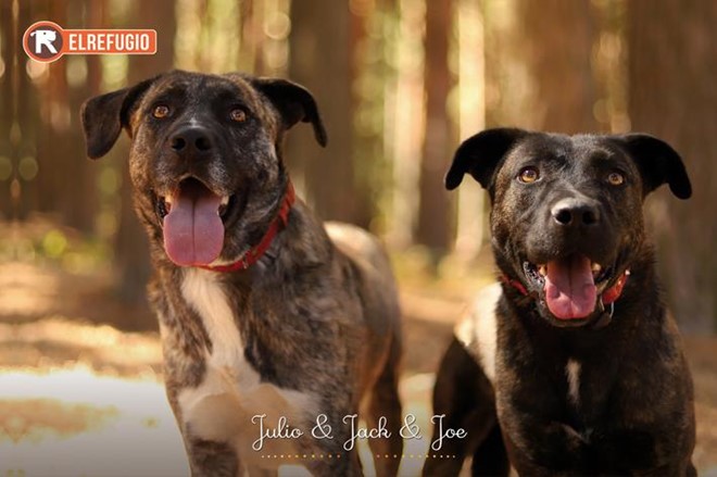 Lotería Navidad y Calendario 2026