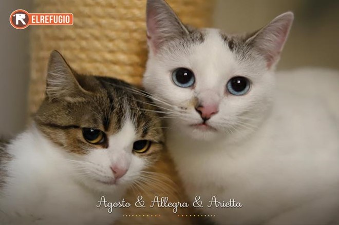 Lotería Navidad y Calendario 2026