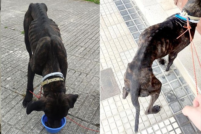 ¿Abandonar es maltratar?