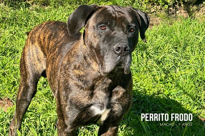 ¿Abandonar es maltratar?