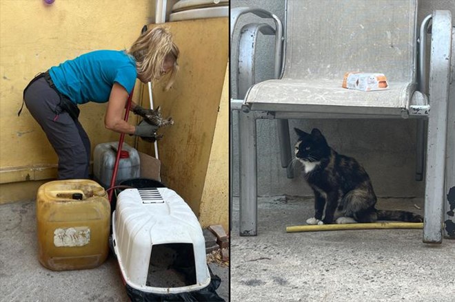 Rescatamos a 15 gatos abandonados.