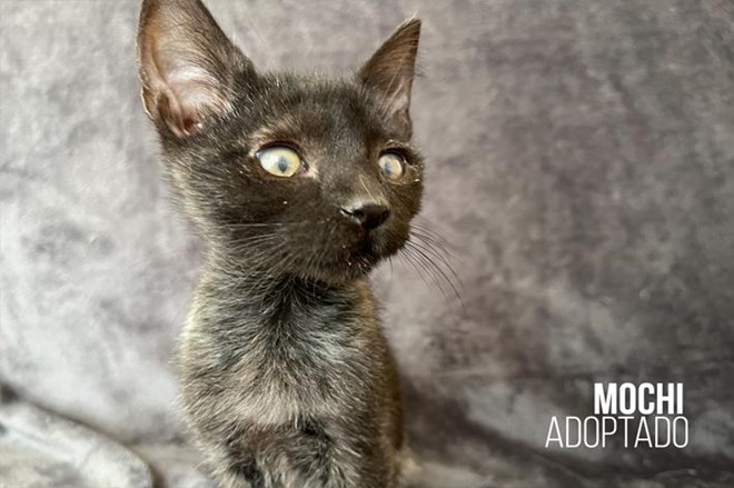 Rescatamos a 15 gatos abandonados.