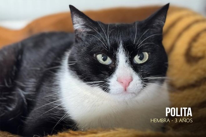 Rescatamos a 15 gatos abandonados.