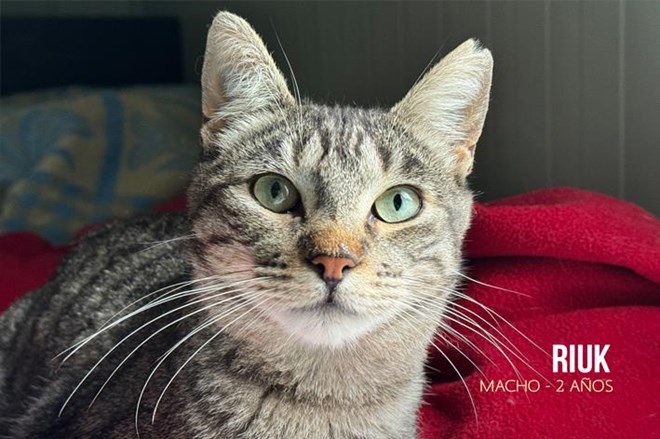 Rescatamos a 15 gatos abandonados.