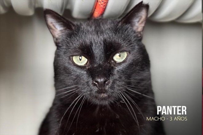Rescatamos a 15 gatos abandonados.