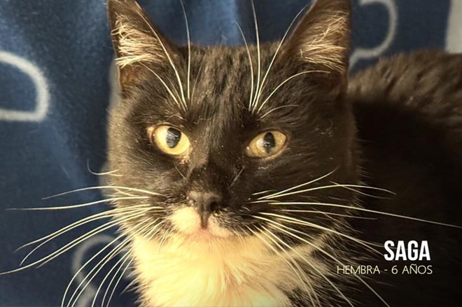 Rescatamos a 15 gatos abandonados.