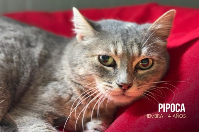 Rescatamos a 15 gatos abandonados.