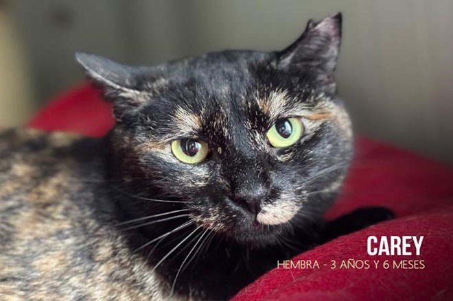 Rescatamos a 15 gatos abandonados.