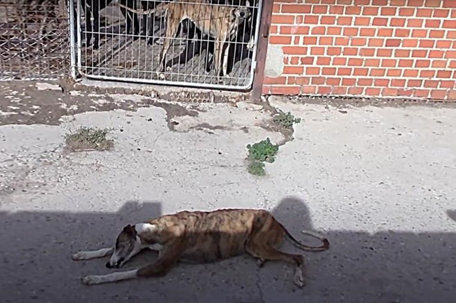 Novedad sobre El Vampiro de Humanes.