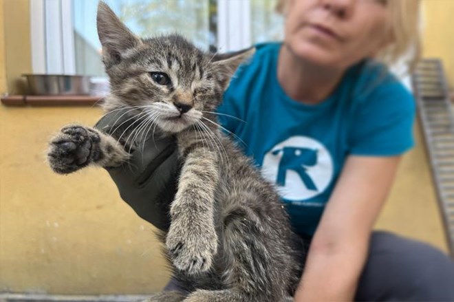 Rescatamos a 15 gatos abandonados.