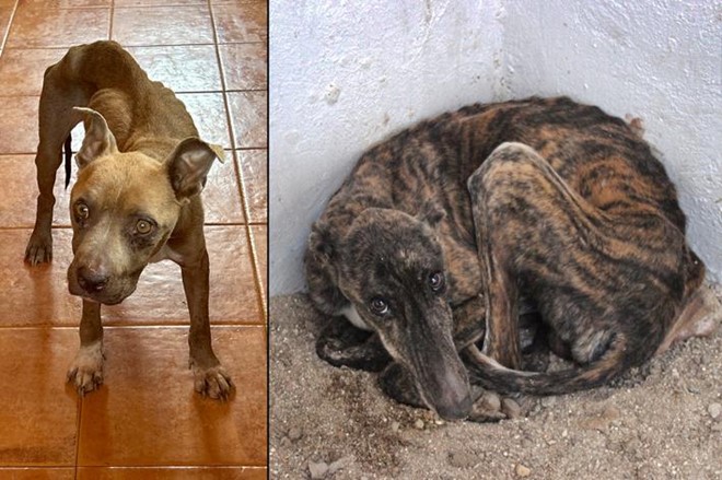 El abandono pasa factura, que sea la menor posible.