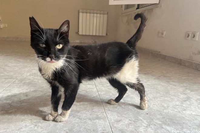 Rescatamos a 15 gatos abandonados.
