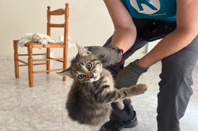 Rescatamos a 15 gatos abandonados.