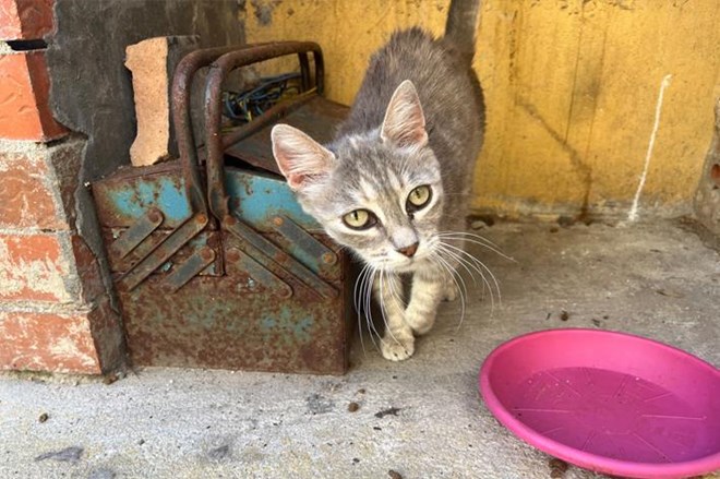 Rescatamos a 15 gatos abandonados.