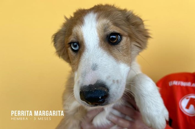 5 hermanitos como 5 soles.