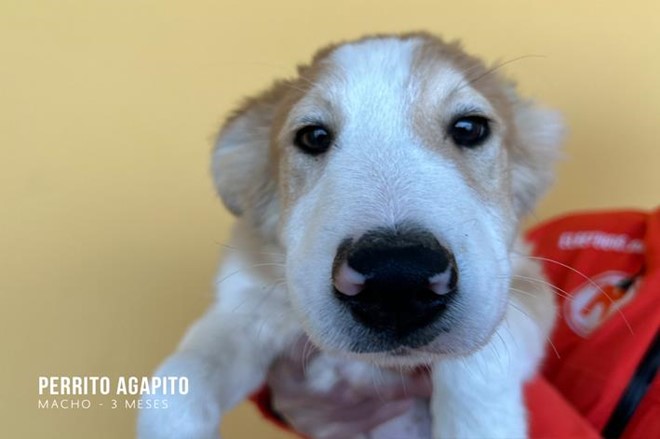 5 hermanitos como 5 soles.