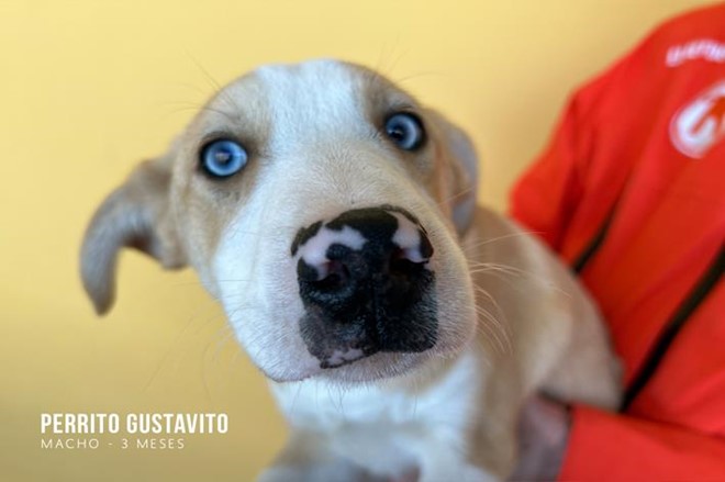 5 hermanitos como 5 soles.