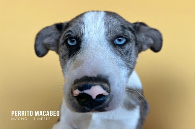 5 hermanitos como 5 soles.