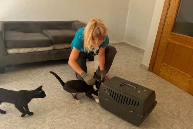 Rescatamos a 15 gatos abandonados.