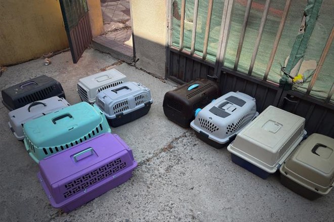 Rescatamos a 15 gatos abandonados.
