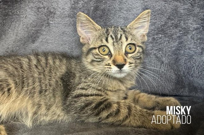 Rescatamos a 15 gatos abandonados.