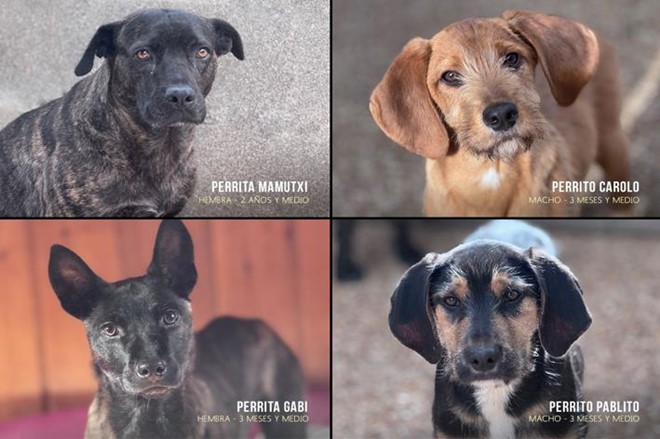 Pídeme miedo. Es lo único que tengo.