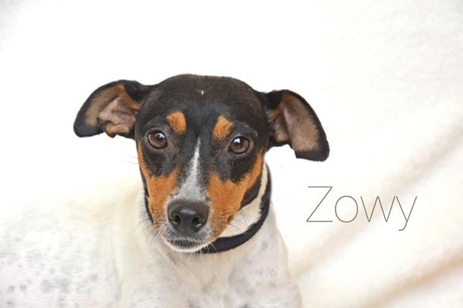 Buscamos familia para Zowy y sus 4 pequeños: la familia que rescataron de las profundidades de la tierra.