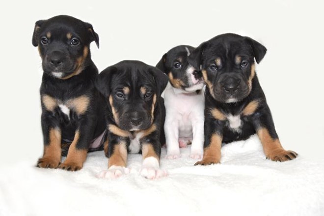 Buscamos familia para Zowy y sus 4 pequeños: la familia que rescataron de las profundidades de la tierra.