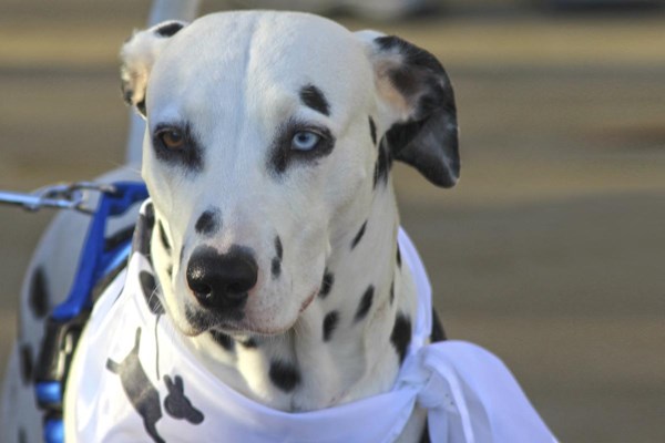 700 madrileños acaban #akuatropatas en la sanperrestre contra el sacrificio de animales abandonados
