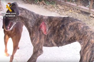 Todo sobre la trama del Vampiro.