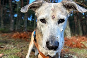 UN CUENTO DE NAVIDAD QUE NO ES CUENTO.