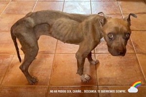 No ha podido ser…