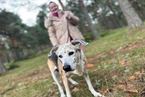 Cuando una estrella cae del cielo.