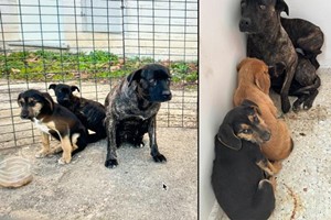 Pídeme miedo. Es lo único que tengo.